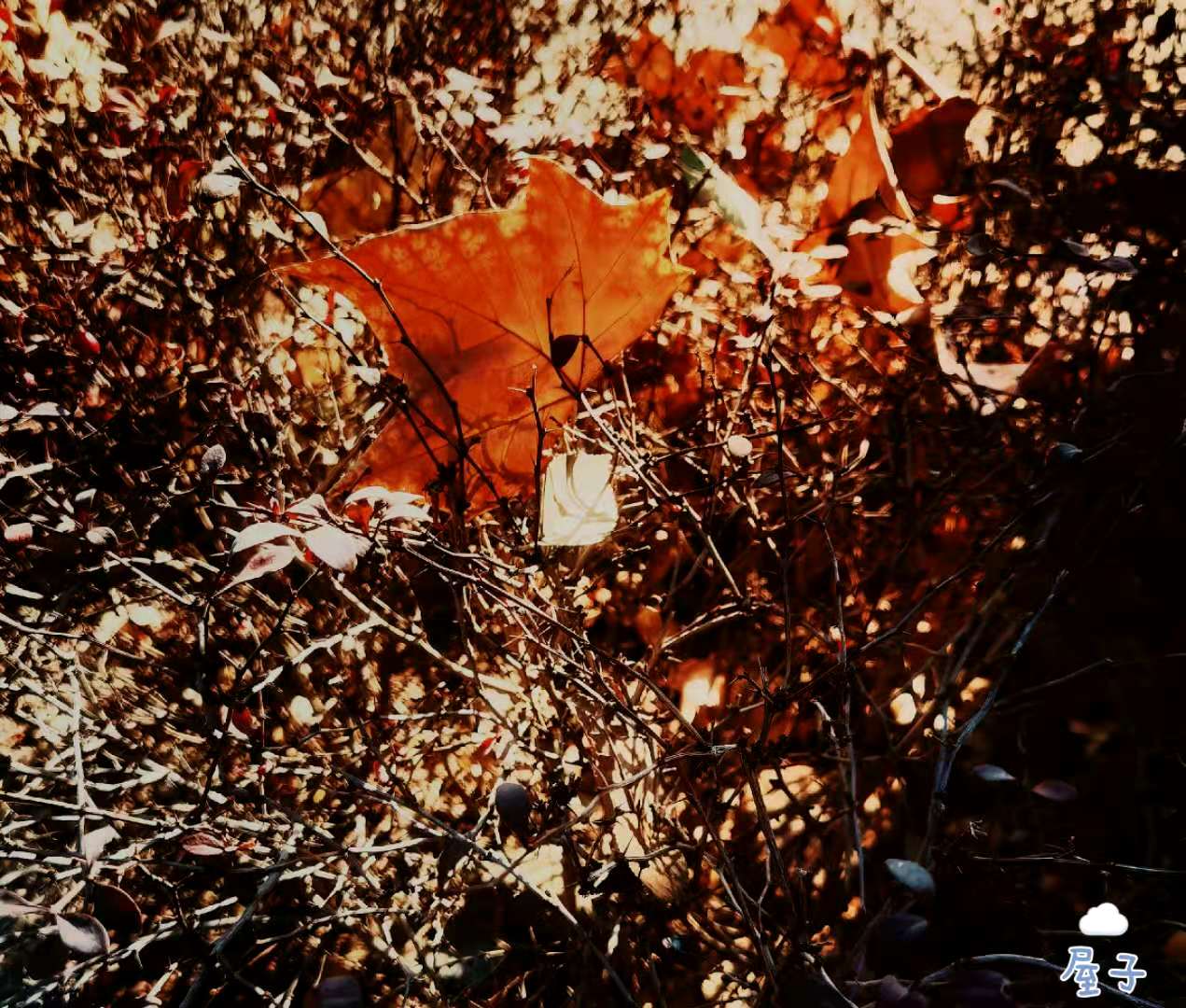 生命在这里温柔地“谢幕”